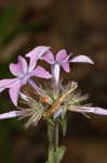 Downy phlox